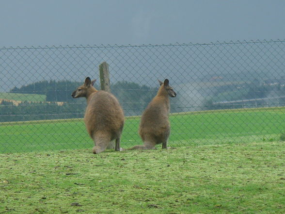 Tierpark Altenfelden - 