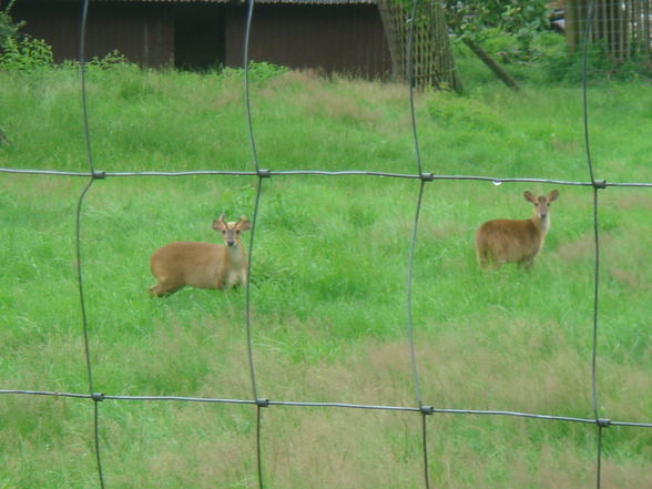 Tierpark Altenfelden - 