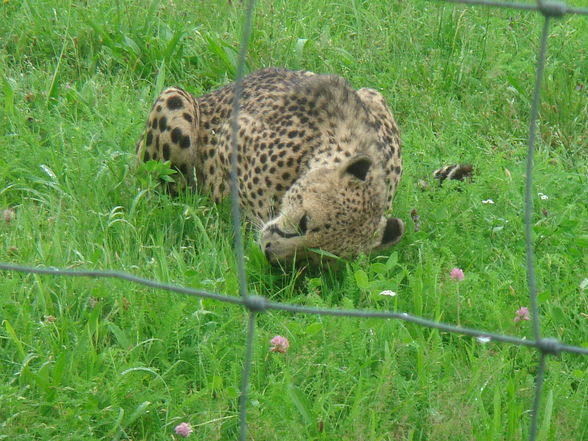 Tierpark Altenfelden - 