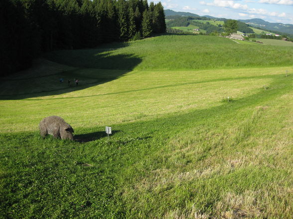 Bogenschießen in Bad Zell - 