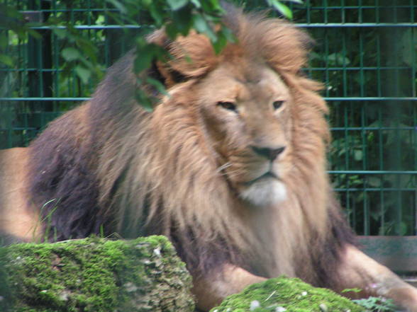 Tierpark - 