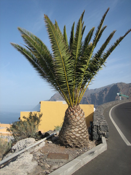 Teneriffa 2008 - 