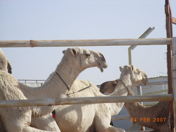 Riyadh_Saudi Arabien 2007 - 