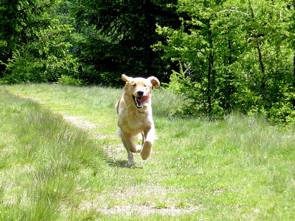 Tonis Hütte in Obdach Juni 2004 - 