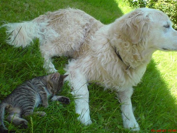 Teddy, Leo, Lilly, Findus & Psycho - 