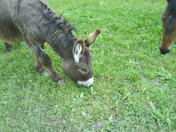 Besuch beim Clyde... - 