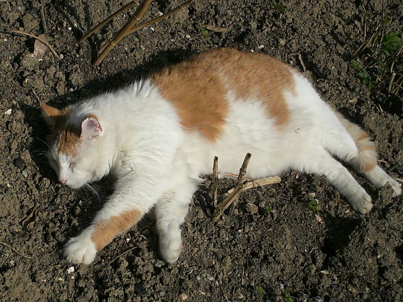 Der Frühling ist daaaaaa! - 