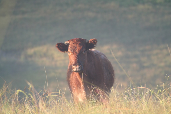 Sofia's pics from the farm - 