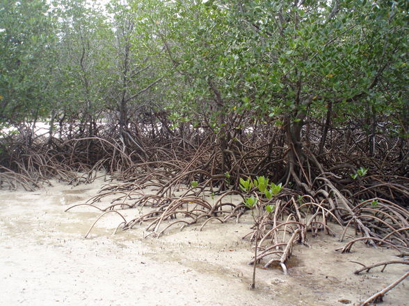 Whitsunday Island segeln - 