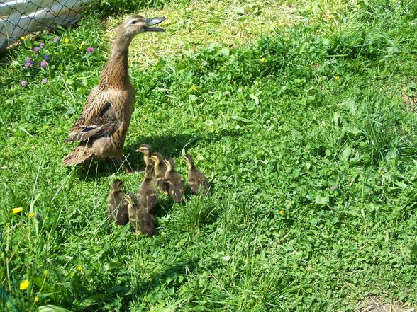 die kleinen enten  - 