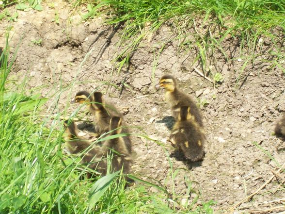 die kleinen enten  - 