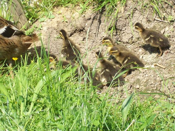 die kleinen enten  - 