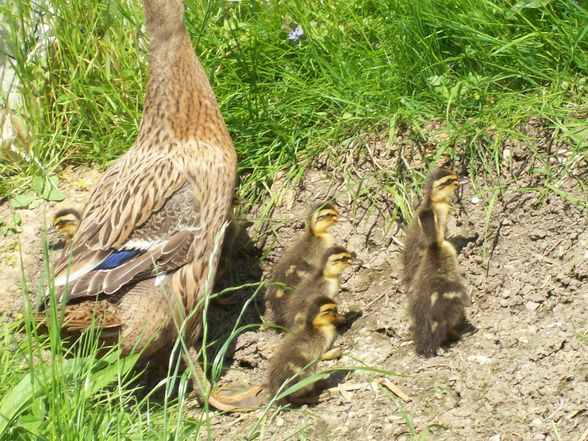 die kleinen enten  - 