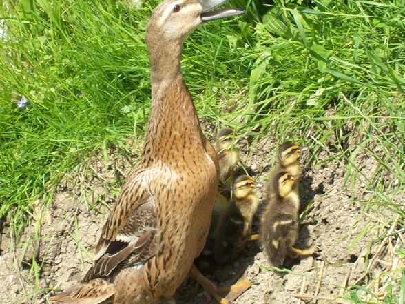 die kleinen enten  - 