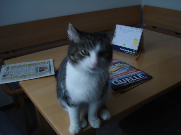 Meine zwei Lieblinge!!! - 