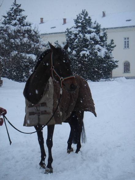 mei pferd,mei hamsta und mei katzi:) - 