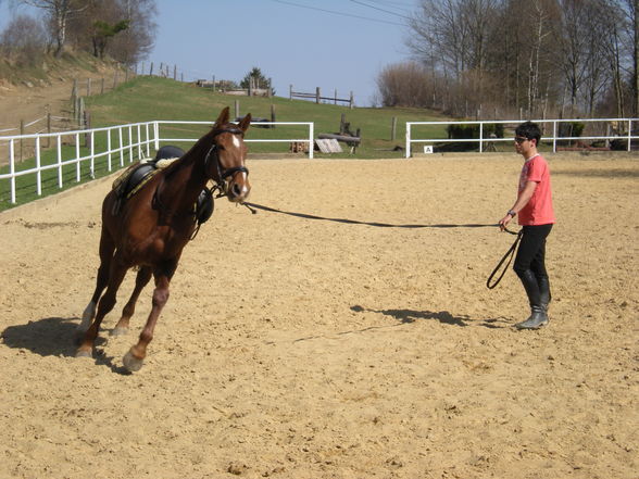 mein neues pferd!!! - 