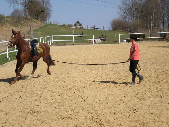 mein neues pferd!!! - 