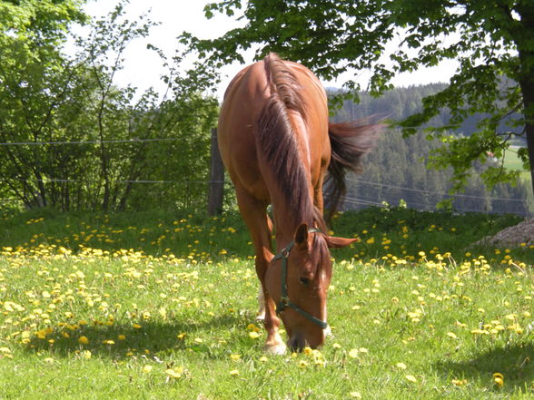 mein neues pferd!!! - 