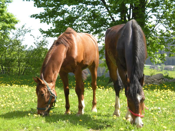 mein neues pferd!!! - 