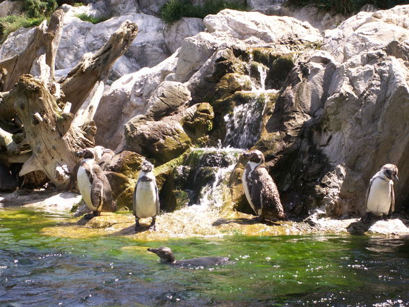 Schönbrunn - 