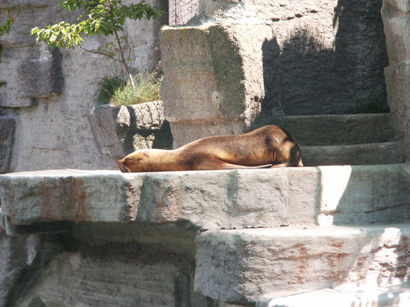 Schönbrunn - 