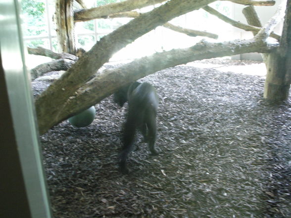 Schönbrunn - 