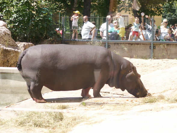 Schönbrunn - 