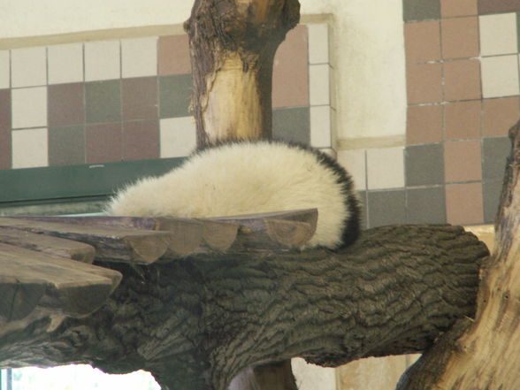 Schönbrunn - 