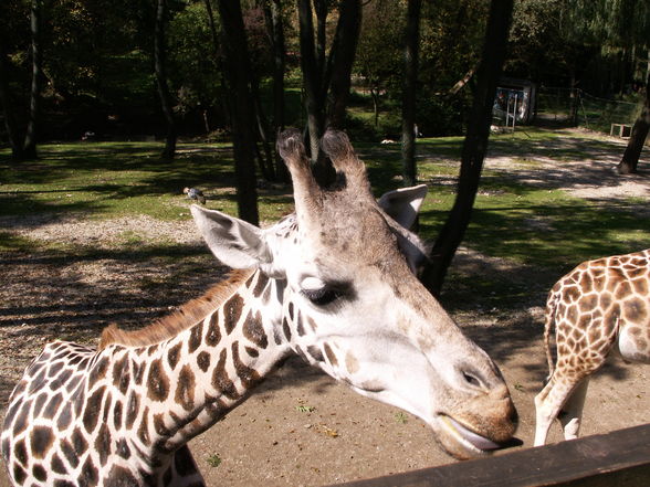 Giraffen - 