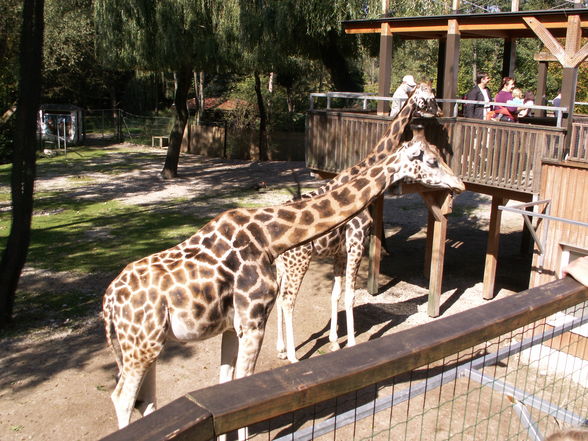 Giraffen - 