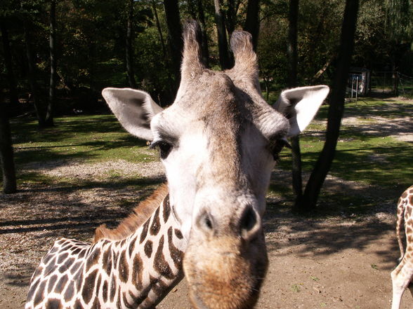 Giraffen - 