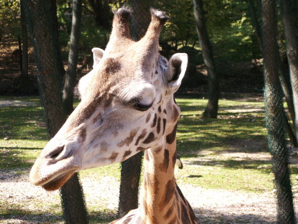 Giraffen - 