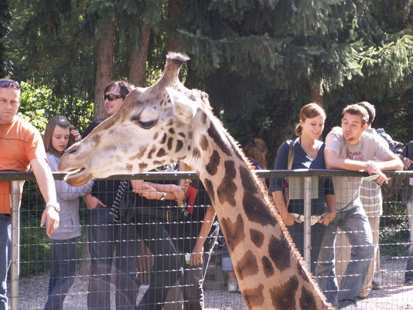 Giraffen - 