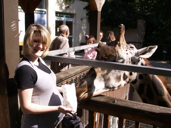 Giraffen - 