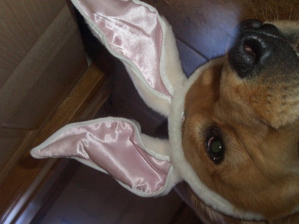 ellie the easterbunny - 