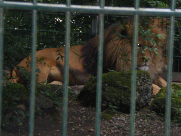 Tierpark Stadt Haag - 