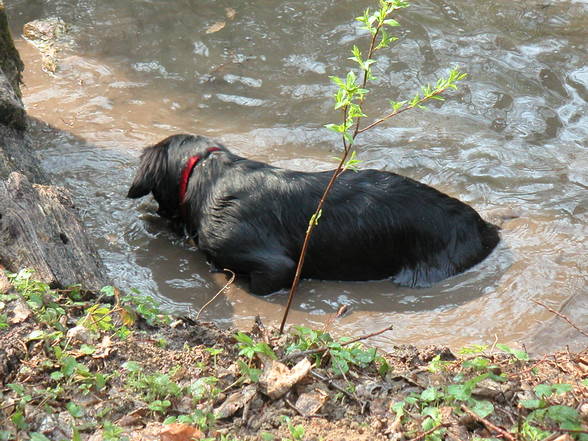 ich und mein hund - 