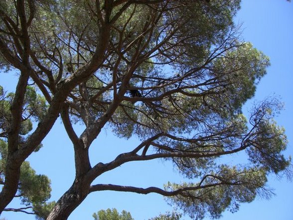 Cannes 2007 - 