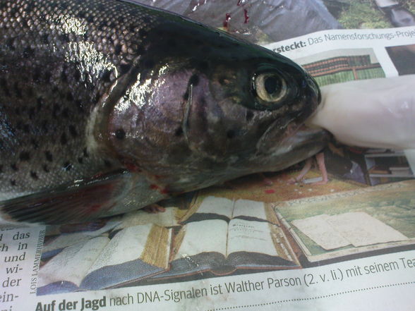 fisch sizieren..=) - 