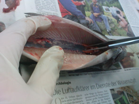 fisch sizieren..=) - 