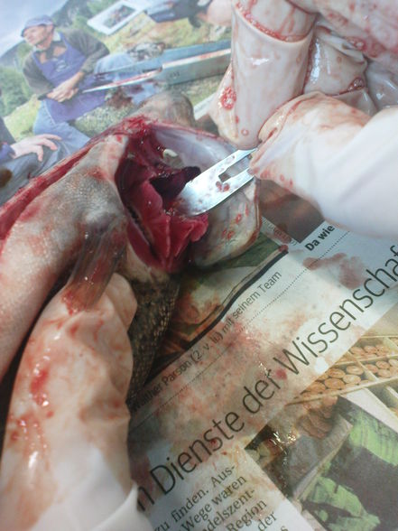 fisch sizieren..=) - 