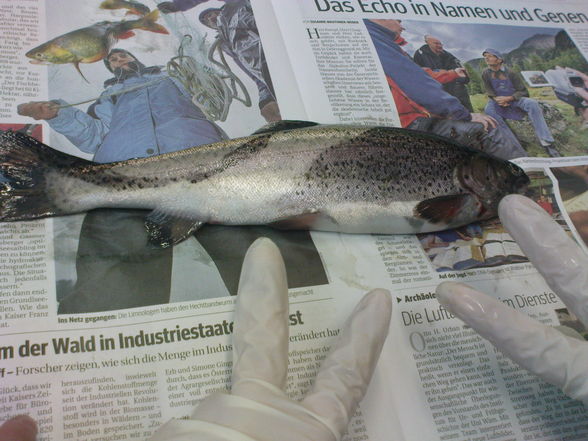 fisch sizieren..=) - 