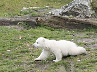 Knut - 