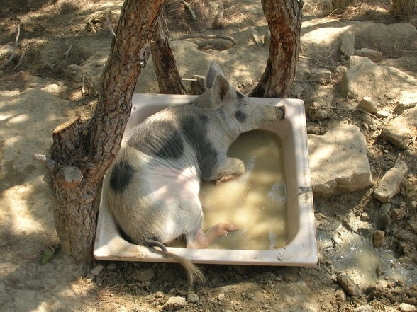 Traumurlaub Türkei 2008 - 