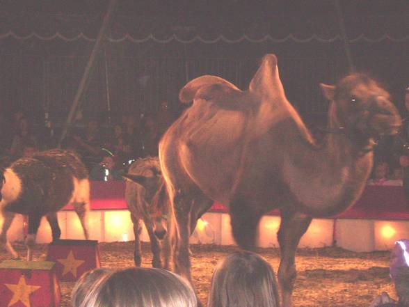 Zirkus "Safari" - 1. Juni 2006 - 