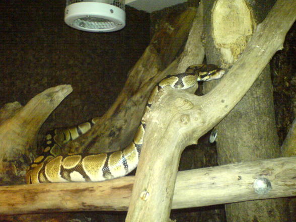 Snakisnake - 