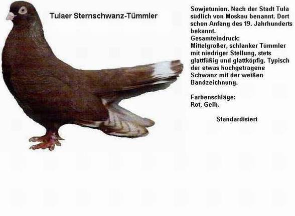 Tauben - 