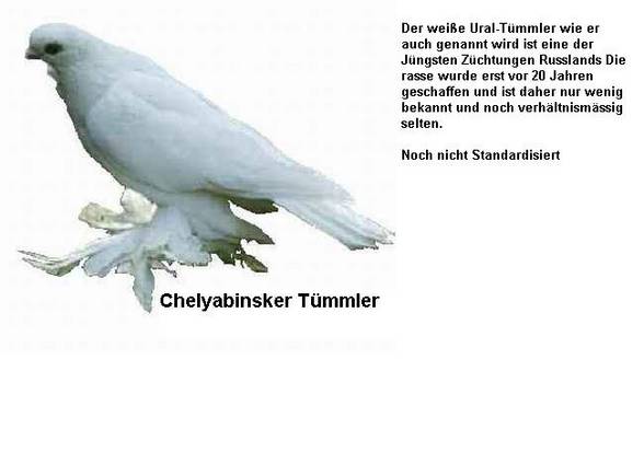 Tauben - 