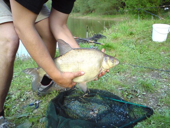 immer schön fischig fischn - 